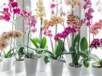 shutterstock_2164555821_orchid_orhidejas.jpg