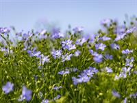 Shutterstock_2490423999_flax_lini.jpg