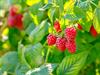 Shutterstock_2152280143_raspberries_avenes.jpg