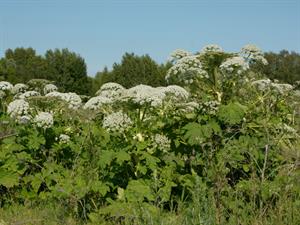 Shutterstock_1441677467_cow parsnip_latvānis.jpg