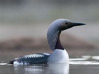 Shutterstock_2311170897_arctic loon_polārā gārgale.jpg