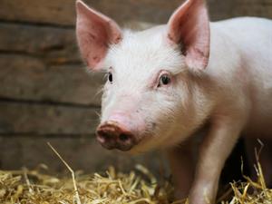 Shutterstock_2474138297_pig_cūka.jpg