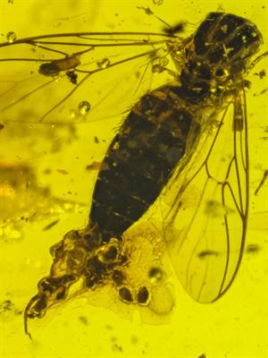 Shutterstock_591420740_fly lying eggs fossil_muša liek olas fosīlija.jpg