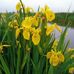 Iris-Pseudacorus-legal.jpg.jpg