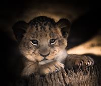 lion-cub-2.jpg