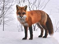 fox7155881920.jpg
