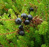 inn-empetrum-nigrum-00027.png