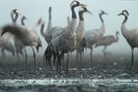crane-pix.jpg