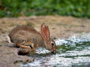 Shutterstock_1664576263_rabbit drinking_trusis dzer.jpg