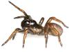 spider.jpg