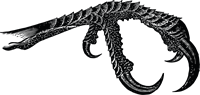 YCUZD_250413_7225_Dzeņa pēda.png