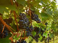 Shutterstock_1723240987_grapes growing_augošas vīnogas.jpg