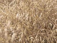 shutterstock_2484706995_oats_auzas.jpg