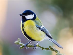 Shutterstock_554705626_tit_zīlīte.jpg