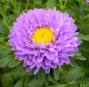 matsumoto_aster_blue_lavender.png