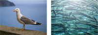 YCUZD_250814_7527_kaija_zivs_1.png