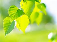 shutterstock_1755075665_birch leaves_bērza lapas.jpg