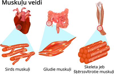 YCUZD_250129_muskuļu veidi.png