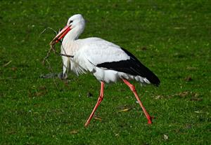stork-аист_starkis.jpg
