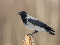 shutterstock_2273034087_crow_vārna.jpg