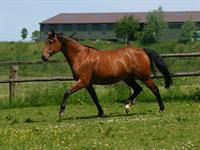 shutterstock_2504542051_horse_zirgs.jpg