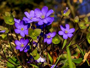 shutterstock_2022064043_liverwort_zilās vizbulītes.jpg