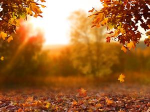 Shutterstock_1182854209_autumn_rudens.jpg