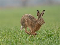 Shutterstock_1683934030_hare running_zaķis skrien.jpg
