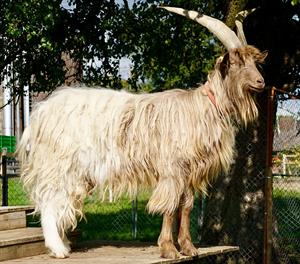 billy goat.jpg