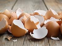 Shutterstock_1626806662_eggshells_čaumalas.jpg