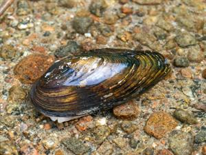 Shutterstock_2342829263_bivalvia_gliemene.jpg