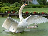 shutterstock_1994254841_swan defends family_gulbis aizsargā ģimeni.jpg