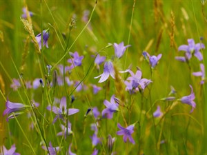 Shutterstock_2437804525_takion blue_ dižā pulkstenīte.jpg