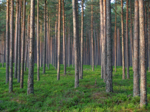 Pine_forest_in_Estonia.png