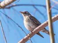 Shutterstock_2518543015_fieldfare_pelēkais strazds.jpg