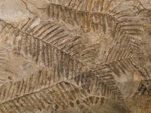 Shutterstock_1016921884_plants fosslis_augu fosilijas.jpg