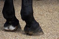 horses-hooves-pix.jpg
