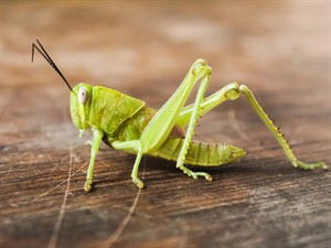 shutterstock_2442924527_grasshopper_sienāzis.jpg