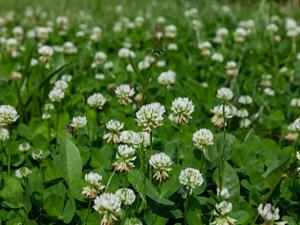 Shutterstock_2484719305_white clover_baltais āboliņš.jpg