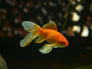 goldfish_pix.jpg