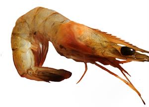 prawn pix.jpg