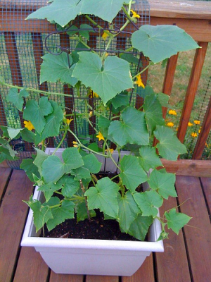 cukes-in-container.png