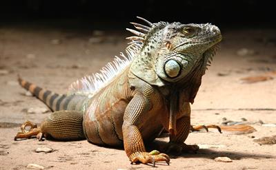 iguana-pix.jpg