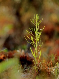 Shutterstock_1313646236_thesium ebracteatum_pļavas linlape.jpg