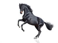 Shutterstock_2274635103_horse_zirgs.jpg