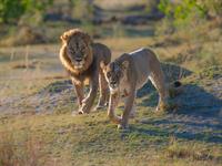 shutterstock_2494877845_lions_lauvas.jpg