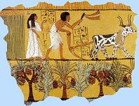 harvest.jpg