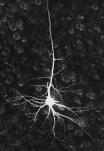neuron2.jpg