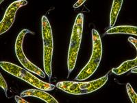 Shutterstock_377798161_Euglena spirogyra.jpg