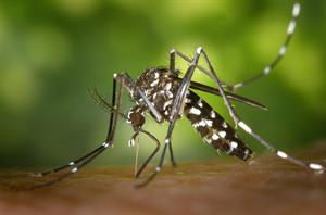 mosquito-sting pix.jpg
